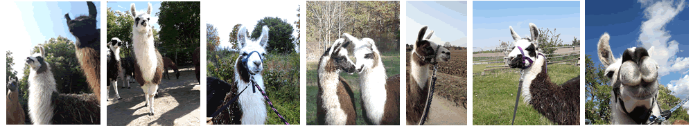Pfälzer Lamas; Dannstadt-Schauernheim – Unsere Lamas