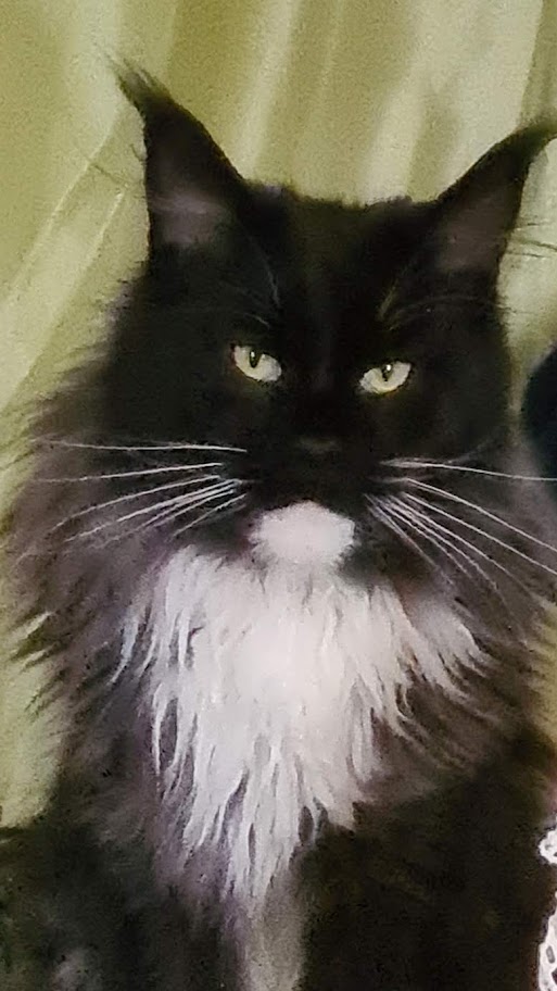 JosyMaineCoon2023.jpg